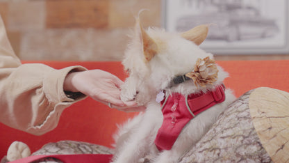Furbidden Pet Stain Remover
